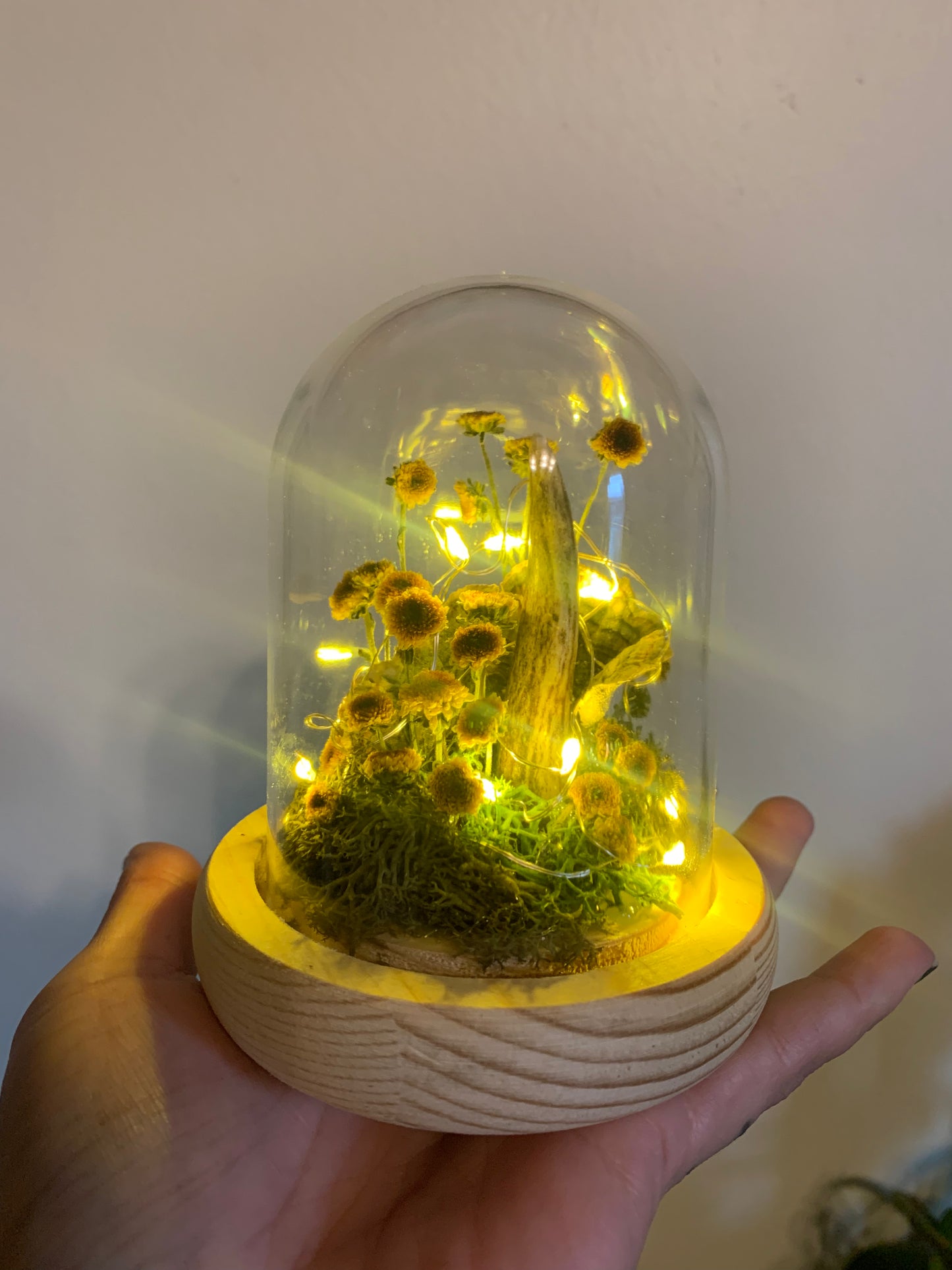 small antler shed forager light up dome
