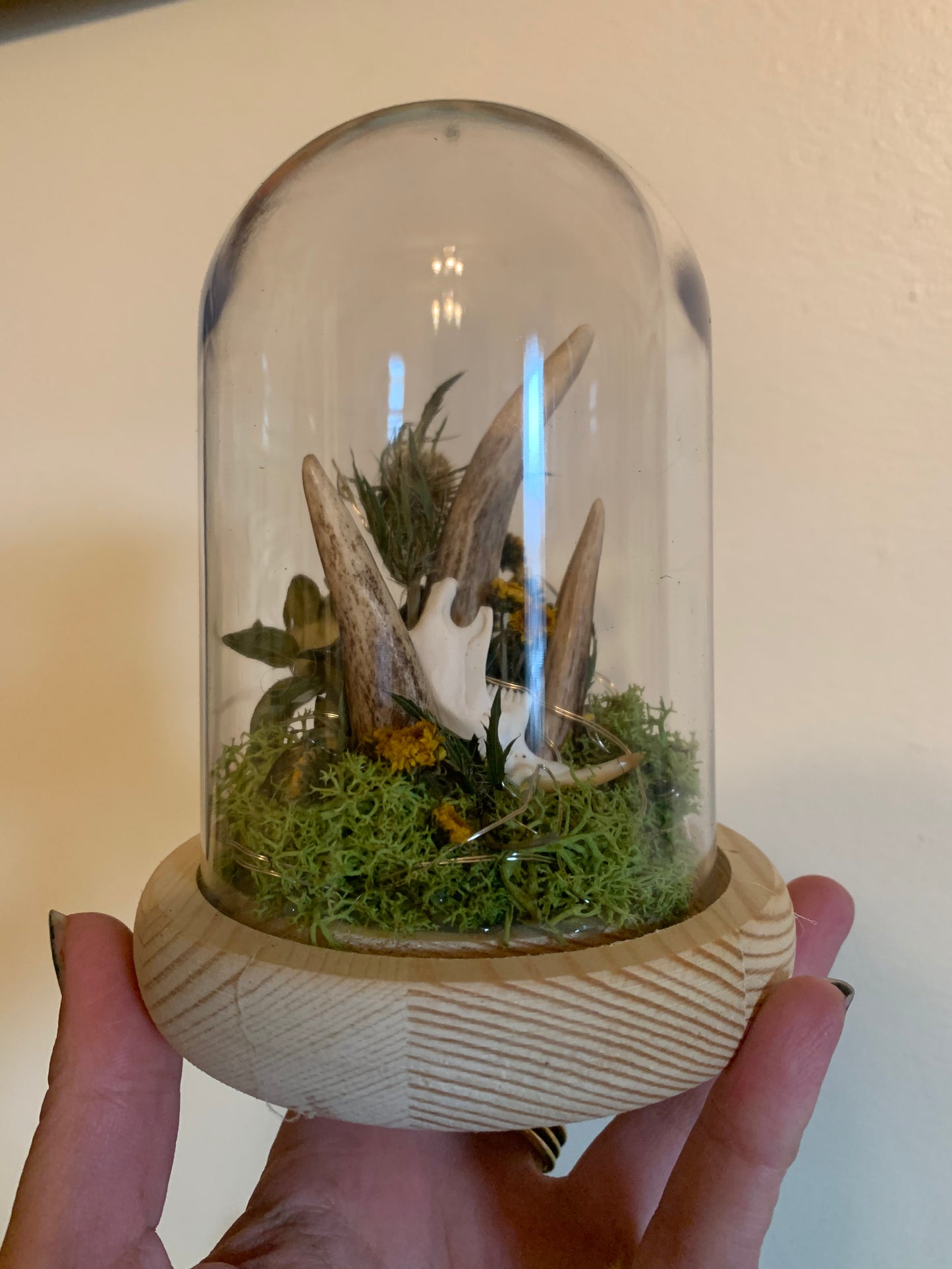 3 antler shed forager light up dome