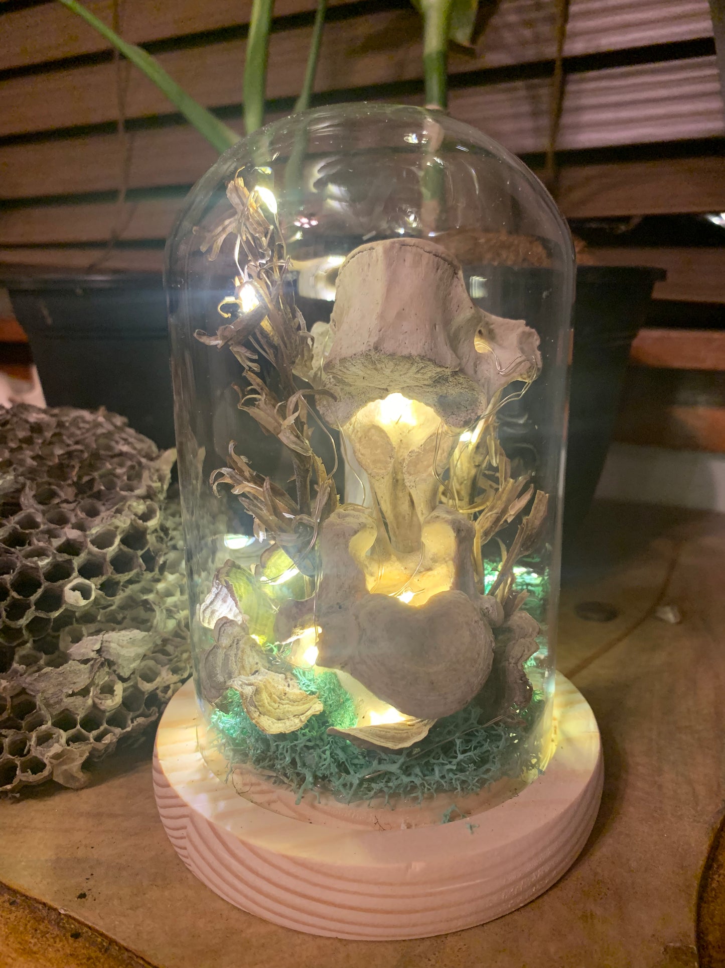 Light up dome