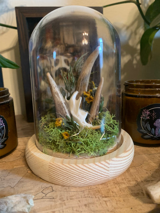 3 antler shed forager light up dome