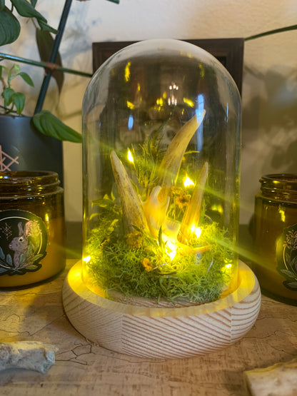 3 antler shed forager light up dome