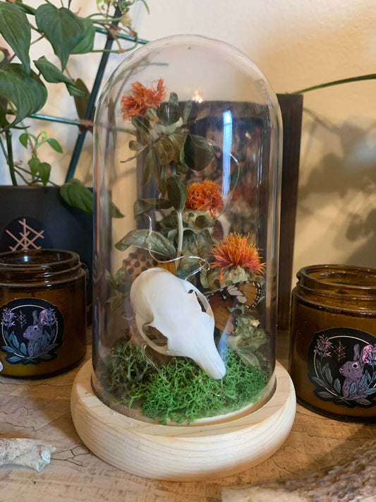 squirrel skull and safflower forager light up dome