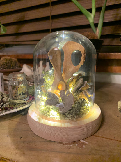 Light up dome
