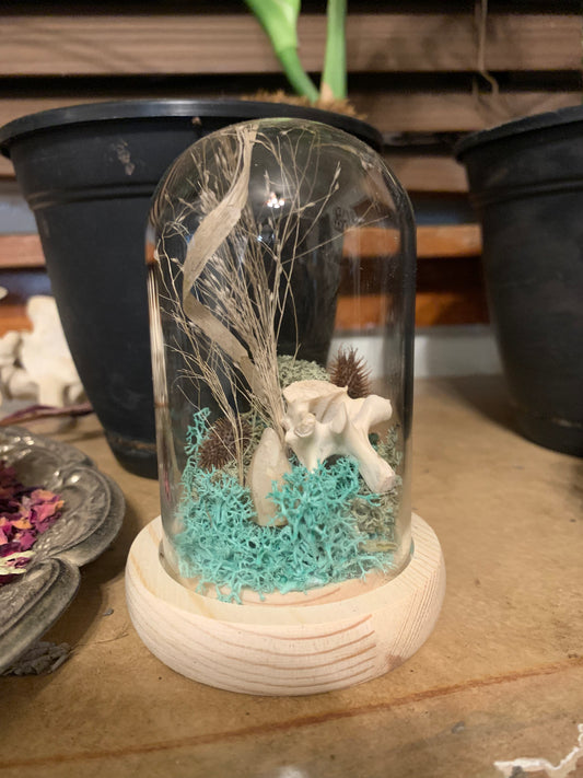 Foragers find display dome