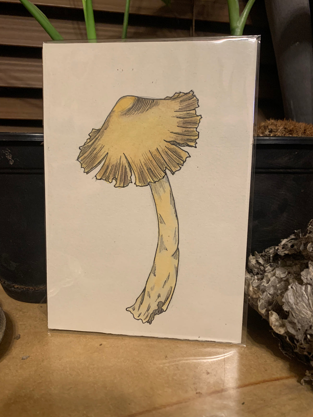 Water color mushroom illustrations