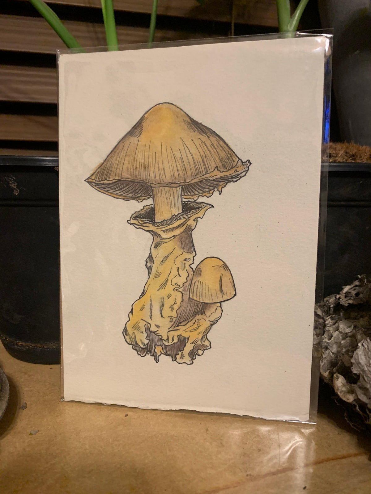 Water color mushroom illustrations