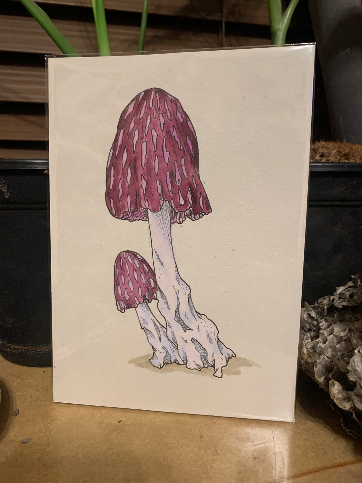 Water color mushroom illustrations