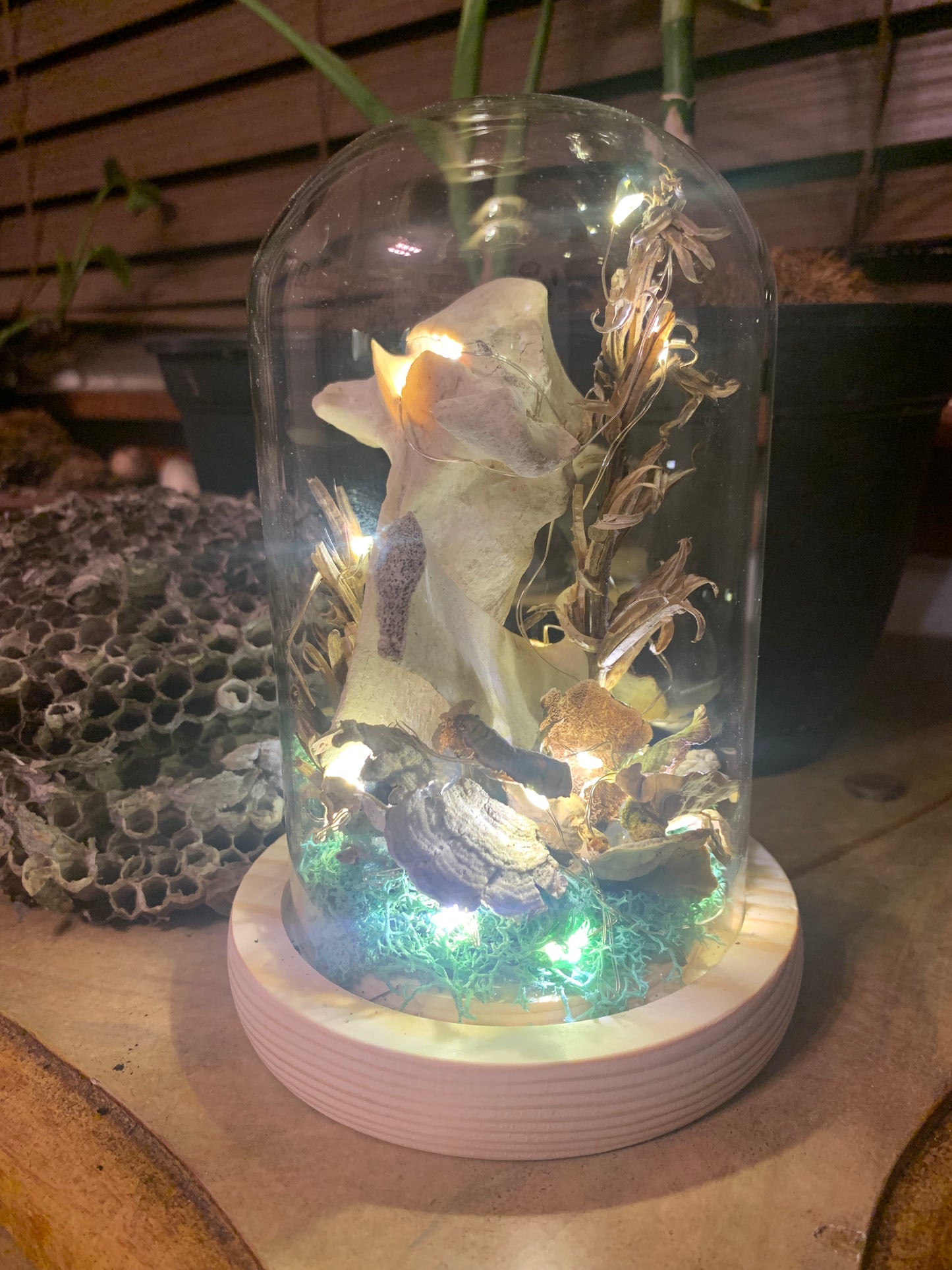Light up dome