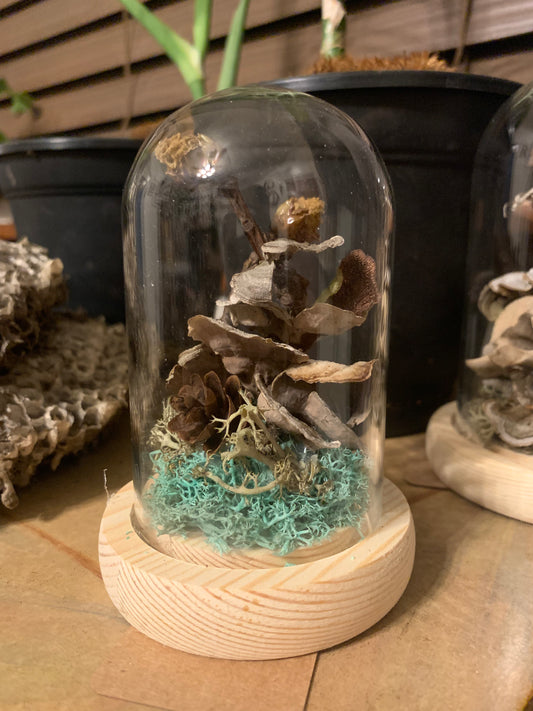 Foraged dome
