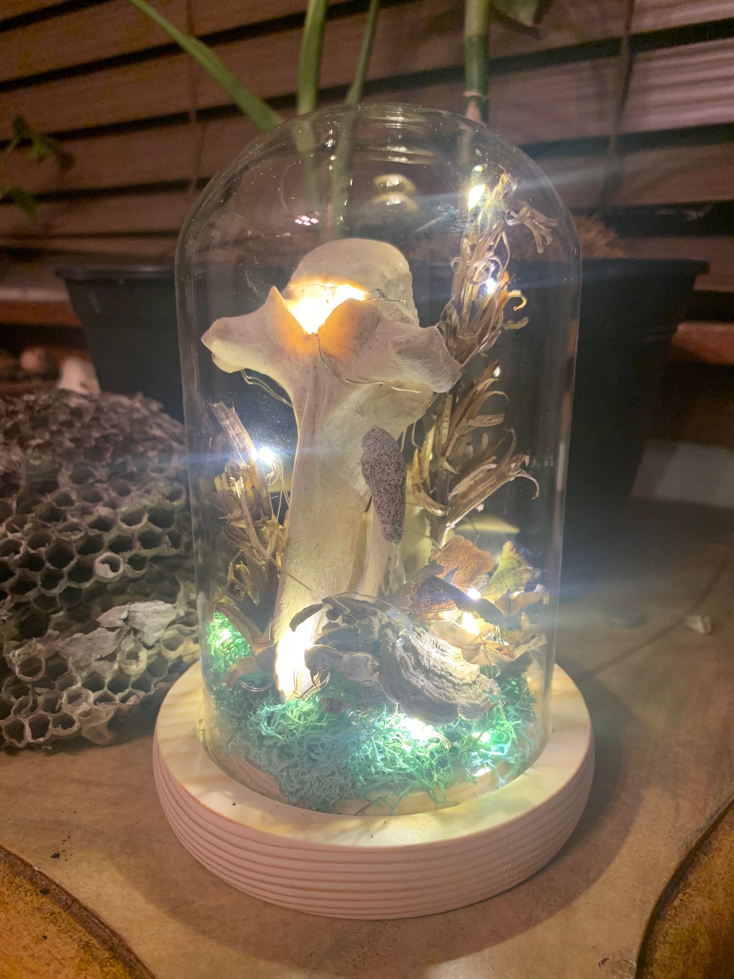 Light up dome